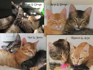 Gato raça SRD idade 2 a 6 meses nome KARL DROGO