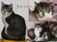 JONN SONOW