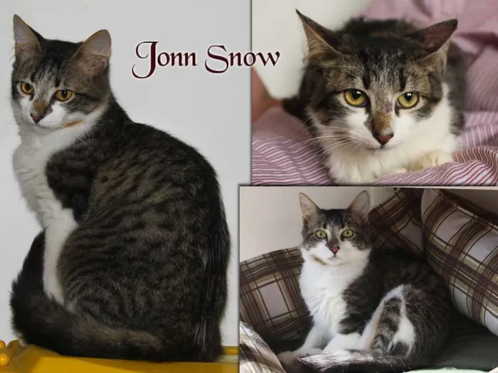 Gato ra a SRD idade 2 a 6 meses nome JONN SONOW