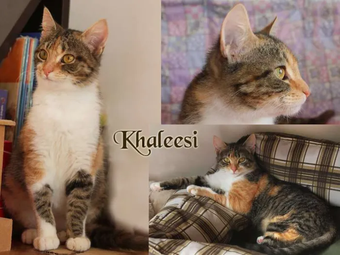 Gato ra a SRD idade 2 a 6 meses nome KHALLESY