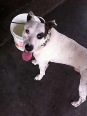 Cachorro raça  idade 2 a 6 meses nome Pirata