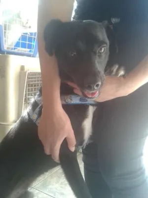 Cachorro raça SRD idade 1 ano nome Leia Por favor!