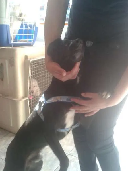 Cachorro ra a SRD idade 1 ano nome Leia Por favor!