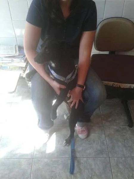 Cachorro ra a SRD idade 1 ano nome Leia Por favor!
