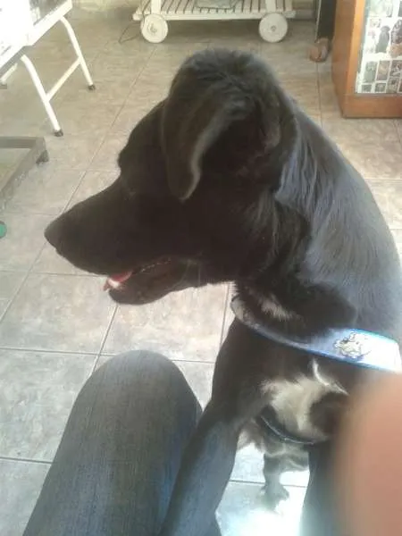 Cachorro ra a SRD idade 1 ano nome Leia Por favor!