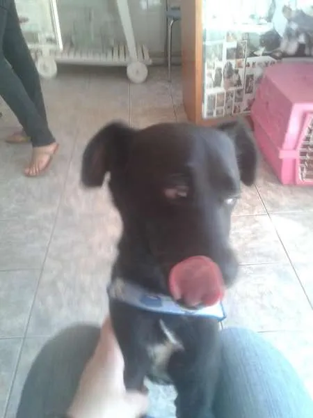 Cachorro ra a SRD idade 1 ano nome Leia Por favor!