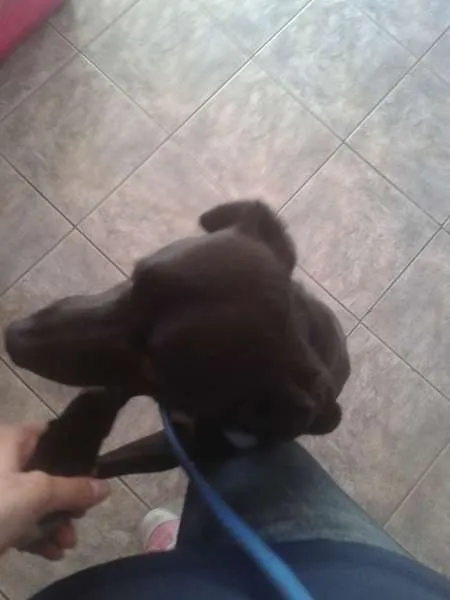 Cachorro ra a SRD idade 1 ano nome Leia Por favor!
