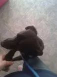Leia Por favor!