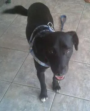 Cachorro ra a SRD idade 1 ano nome Leia Por favor!