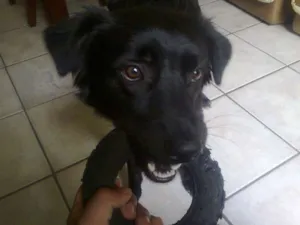 Cachorro raça Sem raça definida idade 7 a 11 meses nome Bolota