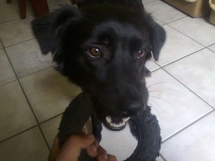 Cachorro raça Sem raça definida idade 7 a 11 meses nome Bolota