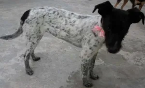 Cachorro raça SRD idade 2 a 6 meses nome Branca