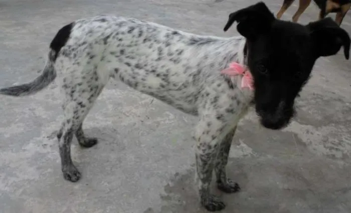 Cachorro ra a SRD idade 2 a 6 meses nome Branca
