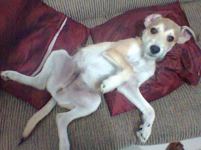 Cachorro raça Vira-lata idade 7 a 11 meses nome Tyler