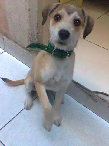 Cachorro raça Vira-lata idade 7 a 11 meses nome Tyler