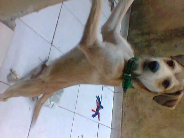 Cachorro raça Vira-lata idade 7 a 11 meses nome Tyler