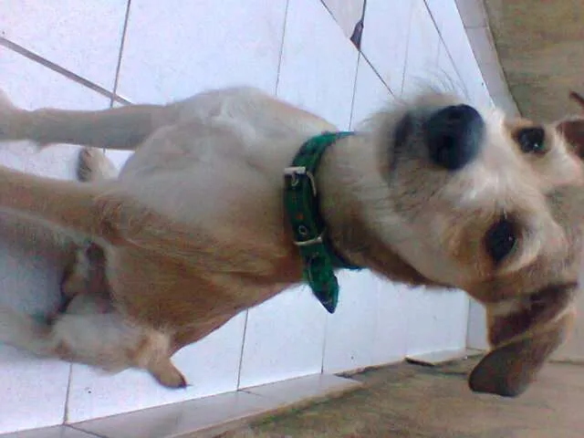 Cachorro raça Vira-lata idade 7 a 11 meses nome Tyler