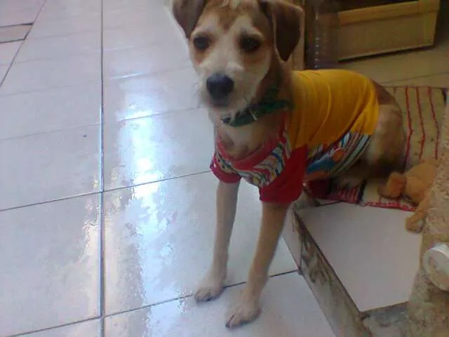 Cachorro raça Vira-lata idade 7 a 11 meses nome Tyler