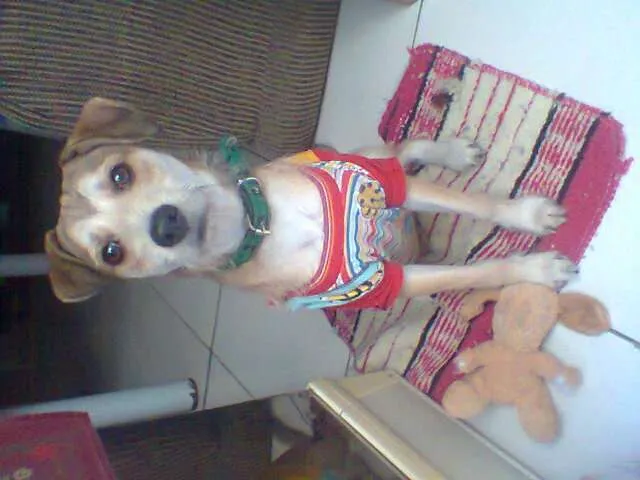 Cachorro raça Vira-lata idade 7 a 11 meses nome Tyler