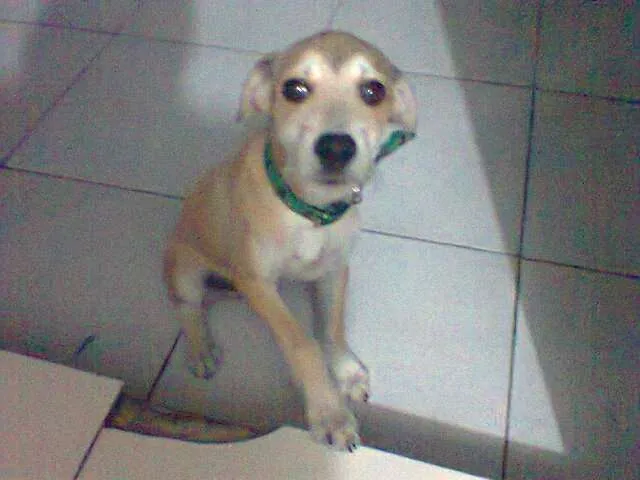 Cachorro raça Vira-lata idade 7 a 11 meses nome Tyler
