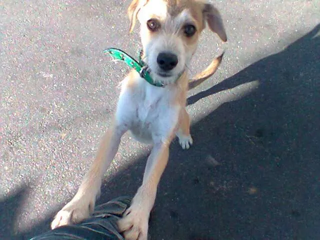 Cachorro raça Vira-lata idade 7 a 11 meses nome Tyler