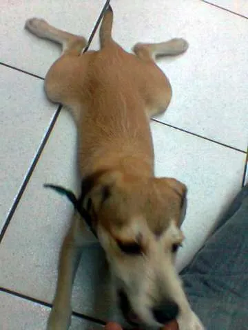 Cachorro raça Vira-lata idade 7 a 11 meses nome Tyler