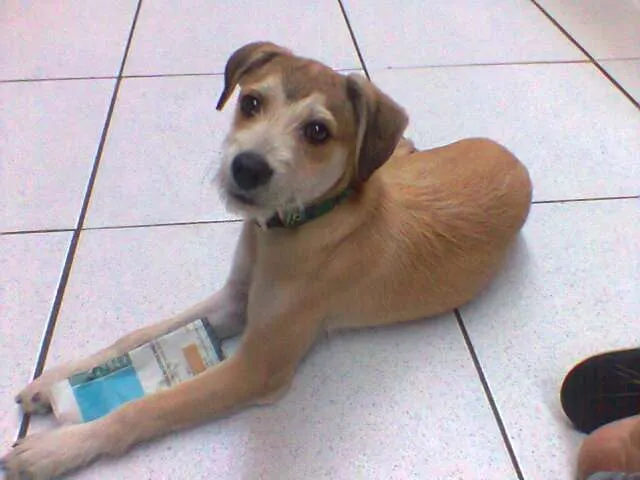 Cachorro raça Vira-lata idade 7 a 11 meses nome Tyler
