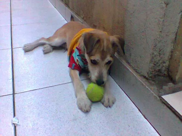 Cachorro raça Vira-lata idade 7 a 11 meses nome Tyler