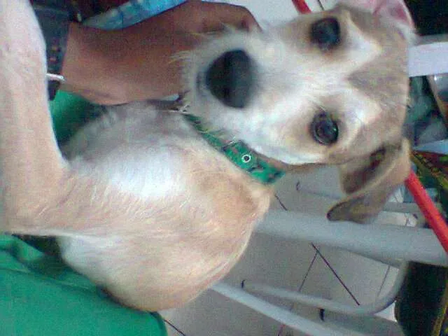 Cachorro raça Vira-lata idade 7 a 11 meses nome Tyler