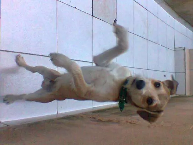 Cachorro raça Vira-lata idade 7 a 11 meses nome Tyler