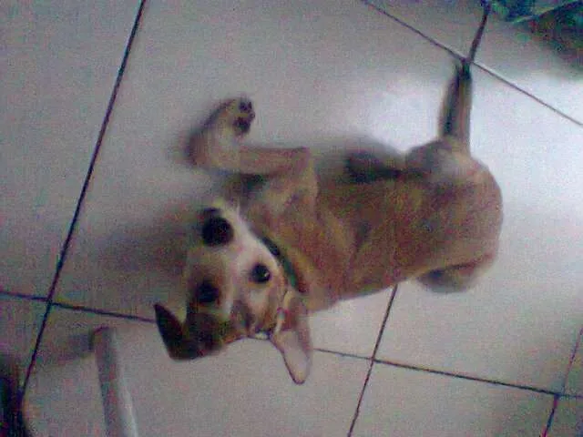 Cachorro raça Vira-lata idade 7 a 11 meses nome Tyler