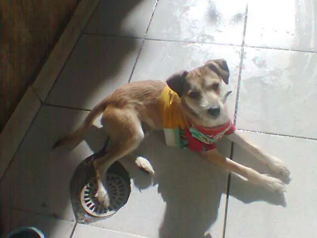 Cachorro raça Vira-lata idade 7 a 11 meses nome Tyler