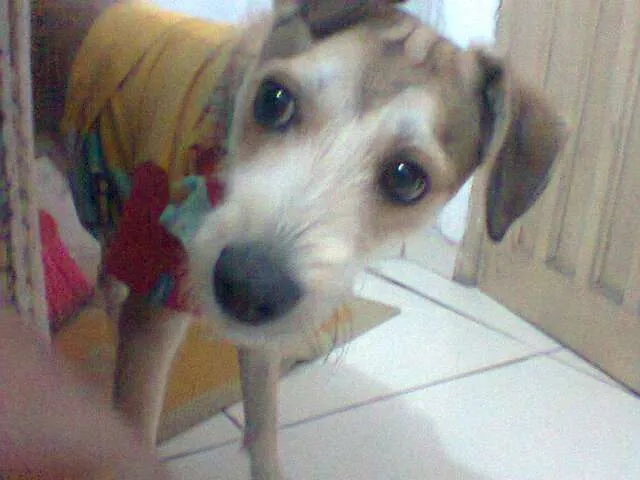 Cachorro raça Vira-lata idade 7 a 11 meses nome Tyler