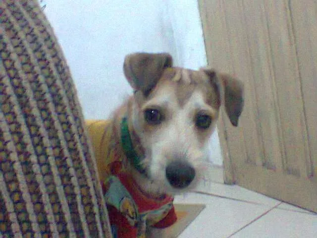 Cachorro raça Vira-lata idade 7 a 11 meses nome Tyler