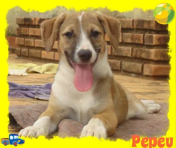 Cachorro raça SRD idade 2 a 6 meses nome Pepeu