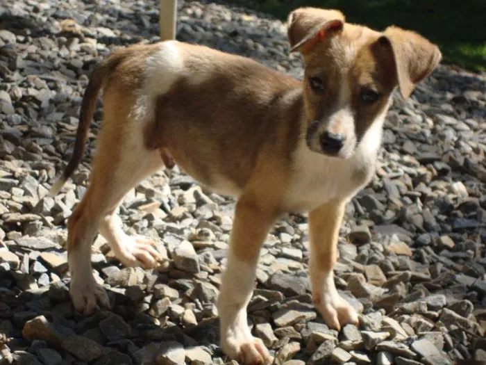 Cachorro raça SRD idade 2 a 6 meses nome Pepeu