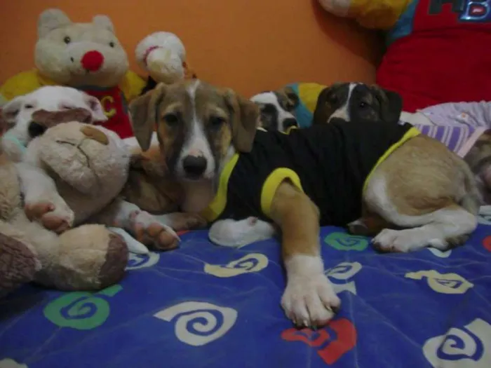 Cachorro raça SRD idade 2 a 6 meses nome Pepeu