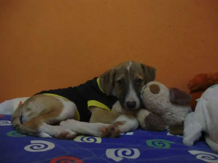 Cachorro raça SRD idade 2 a 6 meses nome Pepeu