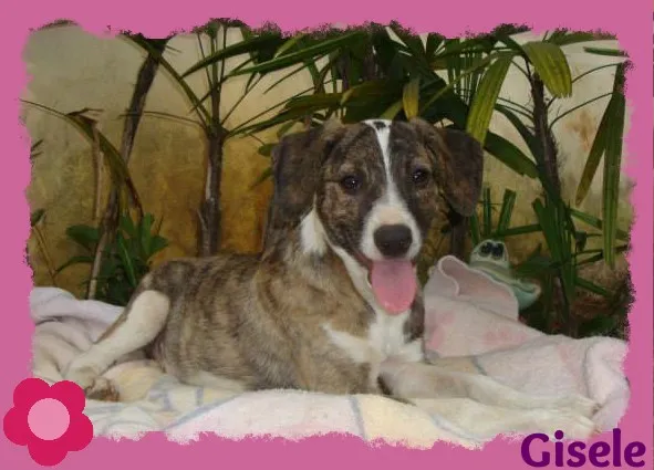 Cachorro raça SRD idade 2 a 6 meses nome Gisele