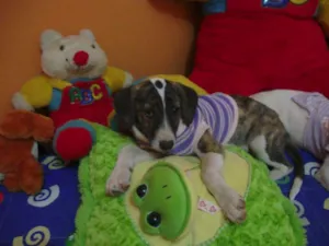 Cachorro raça SRD idade 2 a 6 meses nome Gisele