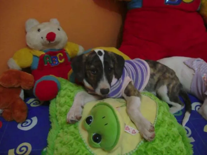 Cachorro raça SRD idade 2 a 6 meses nome Gisele