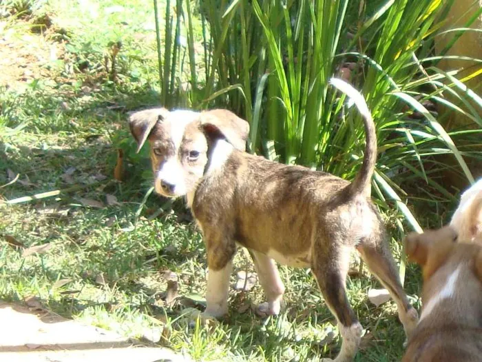 Cachorro raça SRD idade 2 a 6 meses nome Gisele