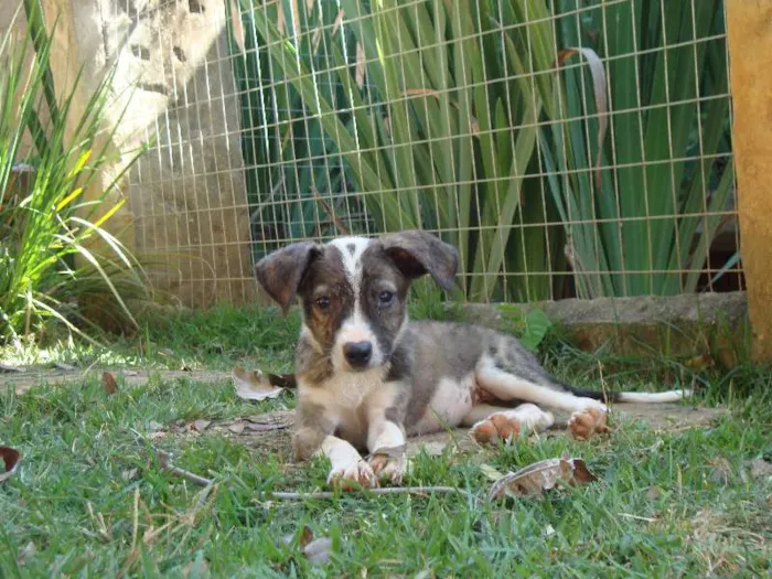 Cachorro raça SRD idade 2 a 6 meses nome Gisele