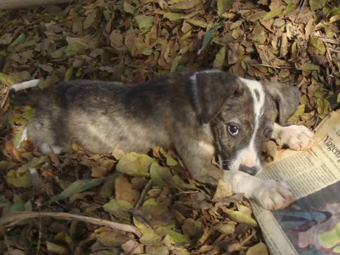 Cachorro raça SRD idade 2 a 6 meses nome Gisele