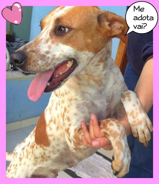 Cachorro raça SRD idade 1 ano nome Diana