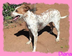 Cachorro raça SRD idade 1 ano nome Diana