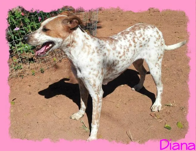 Cachorro raça SRD idade 1 ano nome Diana