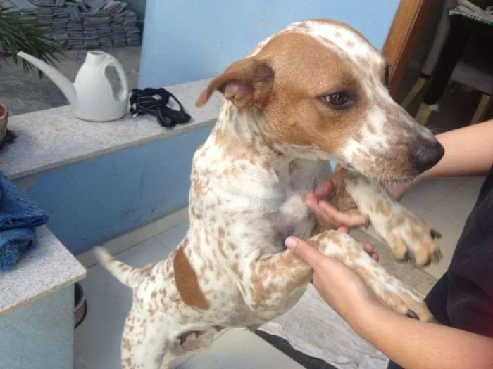 Cachorro raça SRD idade 1 ano nome Diana