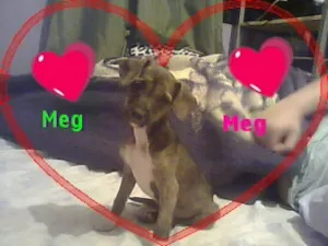 Cachorro raça Pinscher idade 2 a 6 meses nome MEG