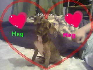 Cachorro ra a Pinscher idade 2 a 6 meses nome MEG